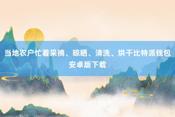 当地农户忙着采摘、晾晒、清洗、烘干比特派钱包安卓版下载